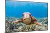 Green sea turtle swimming over a reef, Hawaii-David Fleetham-Mounted Photographic Print