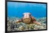 Green sea turtle swimming over a reef, Hawaii-David Fleetham-Framed Photographic Print