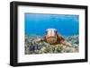 Green sea turtle swimming over a reef, Hawaii-David Fleetham-Framed Photographic Print