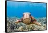 Green sea turtle swimming over a reef, Hawaii-David Fleetham-Framed Stretched Canvas