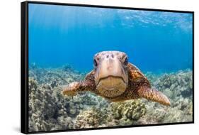 Green sea turtle swimming over a reef, Hawaii-David Fleetham-Framed Stretched Canvas