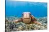 Green sea turtle swimming over a reef, Hawaii-David Fleetham-Stretched Canvas