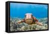 Green sea turtle swimming over a reef, Hawaii-David Fleetham-Framed Stretched Canvas