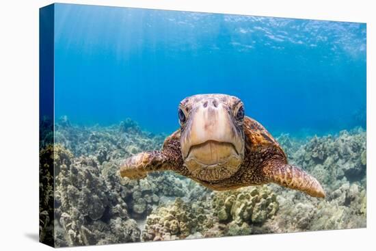 Green sea turtle swimming over a reef, Hawaii-David Fleetham-Stretched Canvas