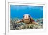 Green sea turtle swimming over a reef, Hawaii-David Fleetham-Framed Photographic Print