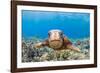 Green sea turtle swimming over a reef, Hawaii-David Fleetham-Framed Photographic Print