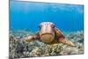 Green sea turtle swimming over a reef, Hawaii-David Fleetham-Mounted Photographic Print