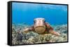 Green sea turtle swimming over a reef, Hawaii-David Fleetham-Framed Stretched Canvas