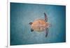 Green sea turtle swimming over sand seabed, Hawaii-David Fleetham-Framed Photographic Print