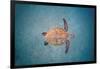 Green sea turtle swimming over sand seabed, Hawaii-David Fleetham-Framed Photographic Print