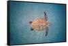 Green sea turtle swimming over sand seabed, Hawaii-David Fleetham-Framed Stretched Canvas