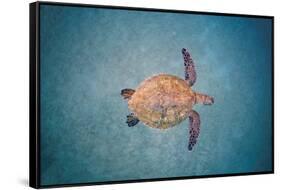 Green sea turtle swimming over sand seabed, Hawaii-David Fleetham-Framed Stretched Canvas