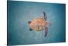 Green sea turtle swimming over sand seabed, Hawaii-David Fleetham-Stretched Canvas