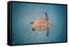 Green sea turtle swimming over sand seabed, Hawaii-David Fleetham-Framed Stretched Canvas