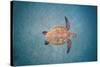 Green sea turtle swimming over sand seabed, Hawaii-David Fleetham-Stretched Canvas