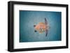 Green sea turtle swimming over sand seabed, Hawaii-David Fleetham-Framed Photographic Print