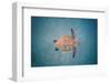 Green sea turtle swimming over sand seabed, Hawaii-David Fleetham-Framed Photographic Print