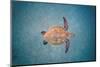 Green sea turtle swimming over sand seabed, Hawaii-David Fleetham-Mounted Photographic Print
