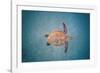 Green sea turtle swimming over sand seabed, Hawaii-David Fleetham-Framed Photographic Print