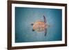 Green sea turtle swimming over sand seabed, Hawaii-David Fleetham-Framed Photographic Print