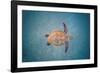 Green sea turtle swimming over sand seabed, Hawaii-David Fleetham-Framed Photographic Print