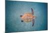 Green sea turtle swimming over sand seabed, Hawaii-David Fleetham-Mounted Photographic Print