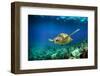 Green Sea Turtle Swimming Underwater-Longjourneys-Framed Photographic Print