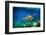 Green Sea Turtle Swimming Underwater-Longjourneys-Framed Photographic Print
