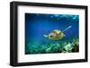 Green Sea Turtle Swimming Underwater-Longjourneys-Framed Photographic Print