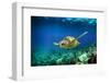 Green Sea Turtle Swimming Underwater-Longjourneys-Framed Photographic Print