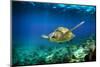 Green Sea Turtle Swimming Underwater-Longjourneys-Mounted Photographic Print