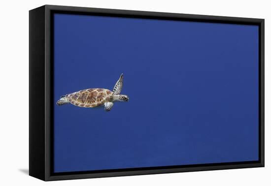 Green Sea Turtle Swimming-null-Framed Stretched Canvas