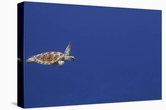 Green Sea Turtle Swimming-null-Stretched Canvas