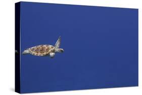 Green Sea Turtle Swimming-null-Stretched Canvas