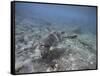 Green Sea Turtle Swimming-DLILLC-Framed Stretched Canvas