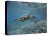 Green Sea Turtle Swimming-DLILLC-Stretched Canvas