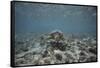 Green Sea Turtle Swimming-DLILLC-Framed Stretched Canvas