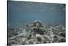 Green Sea Turtle Swimming-DLILLC-Stretched Canvas