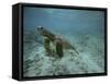 Green Sea Turtle Swimming-DLILLC-Framed Stretched Canvas