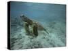 Green Sea Turtle Swimming-DLILLC-Stretched Canvas