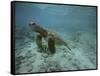 Green Sea Turtle Swimming-DLILLC-Framed Stretched Canvas