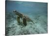 Green Sea Turtle Swimming-DLILLC-Stretched Canvas