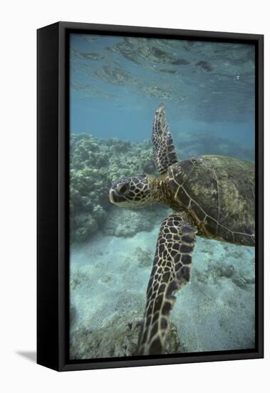 Green Sea Turtle Swimming-DLILLC-Framed Stretched Canvas