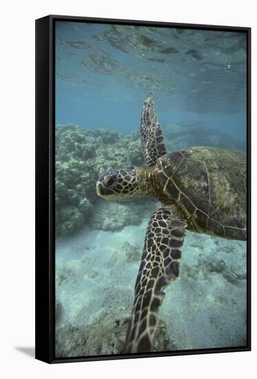 Green Sea Turtle Swimming-DLILLC-Framed Stretched Canvas