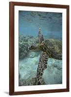 Green Sea Turtle Swimming-DLILLC-Framed Premium Photographic Print