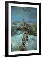 Green Sea Turtle Swimming-DLILLC-Framed Premium Photographic Print