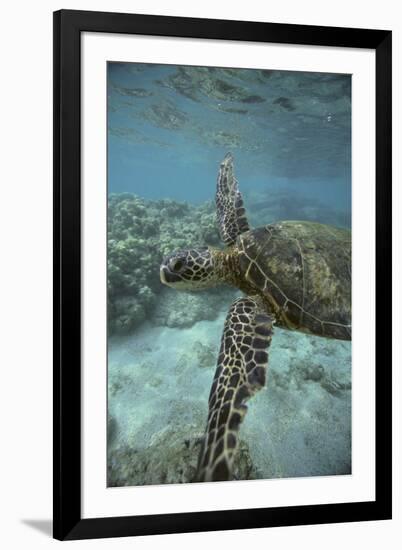 Green Sea Turtle Swimming-DLILLC-Framed Premium Photographic Print