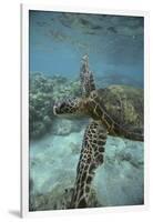 Green Sea Turtle Swimming-DLILLC-Framed Premium Photographic Print