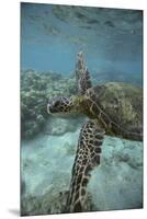 Green Sea Turtle Swimming-DLILLC-Mounted Premium Photographic Print