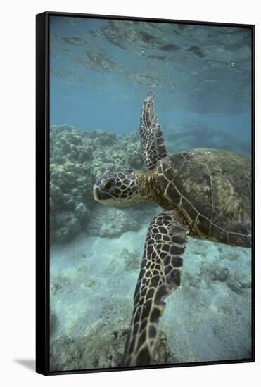 Green Sea Turtle Swimming-DLILLC-Framed Stretched Canvas